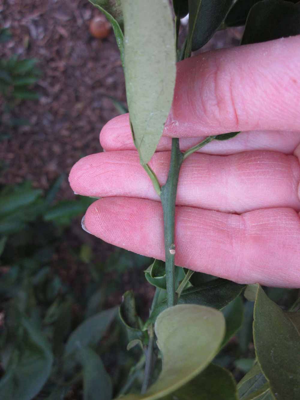              First year twig (Winter Haven, FL)       